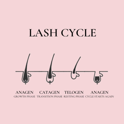 Growth Cycle of Your Eyelashes